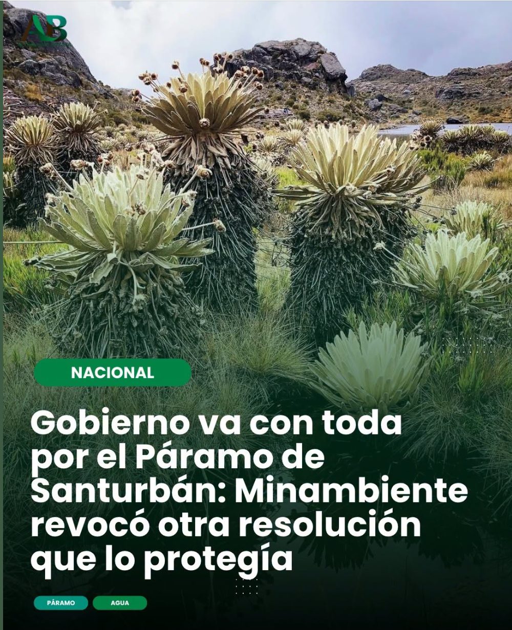 Pieza con frailejones del páramo y el titular: Gobierno va con toda por el Páramo de Santurbán, Minambiente revocó otra resolución que lo protegía